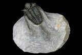 Cyphaspis Trilobite - Ofaten, Morocco #179630-1